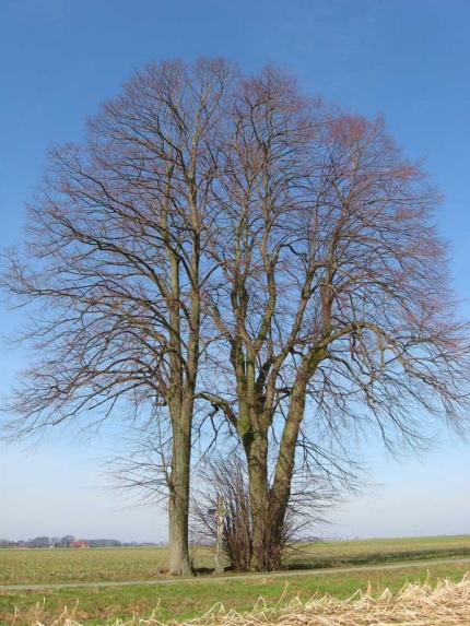 Bild 2 von 2 Linden